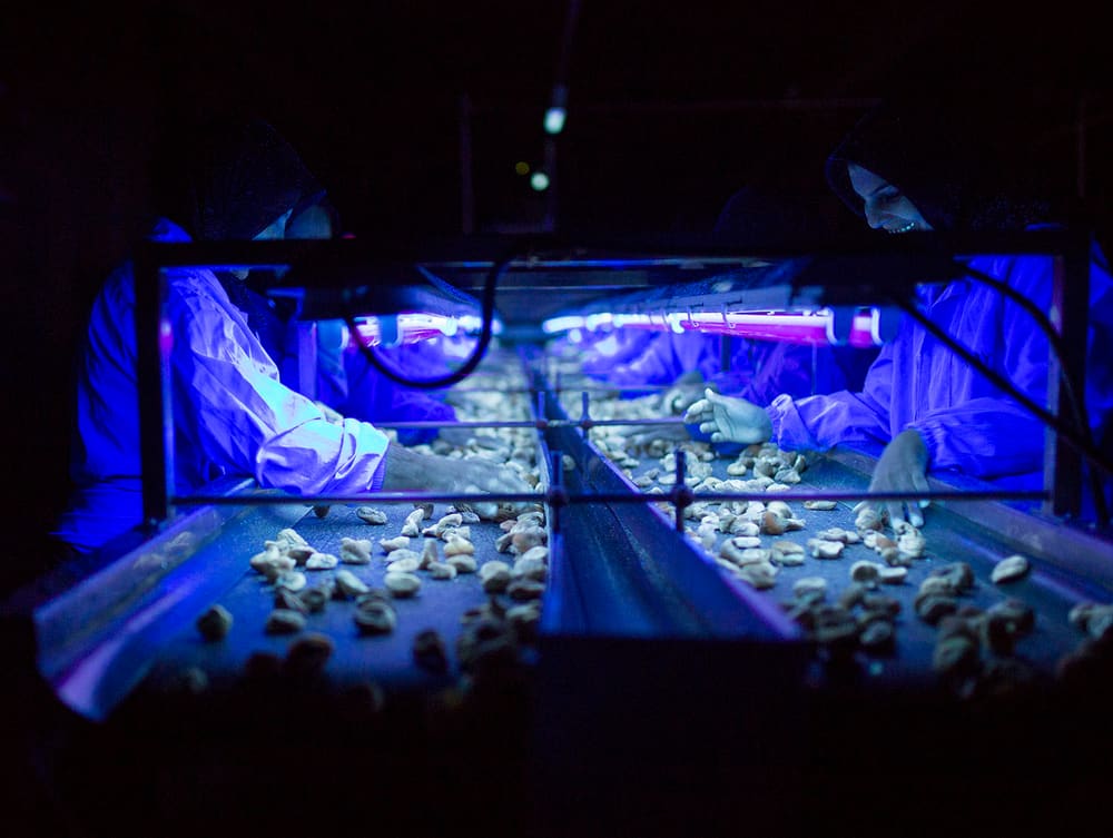 Dried figs being inspected under blue light on the production line