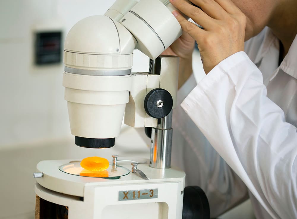 A laboratory technician examining a dried apricot sample under a microscope