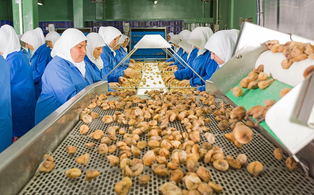 Workers sorting dried figs on a stainless steel line at the Gabay plant