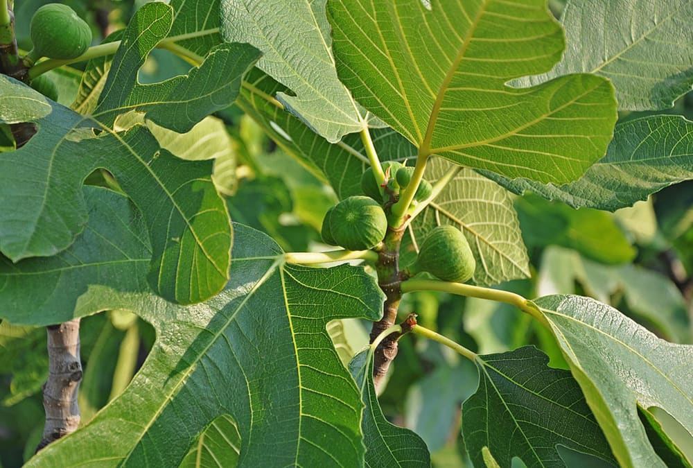Green figs ripening among the broad leaves of a fig tree